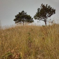 Scenic view of grassy field against sky