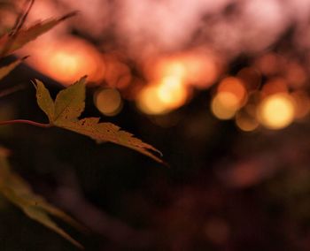 Close-up of autumn leaves at night