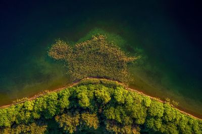 High angle view of trees in forest