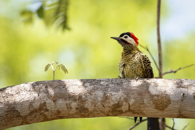 Low angle view of bird perching on branch