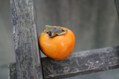 Close-up of orange fruit on tree trunk