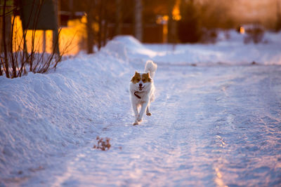 Dog on snow covered landscape