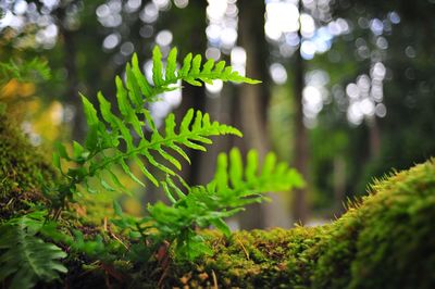 Close-up of fern