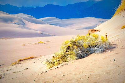 Plants at desert against mountains