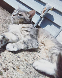 Cat resting on bed