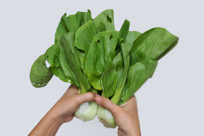 Close-up of hand holding plant against white background