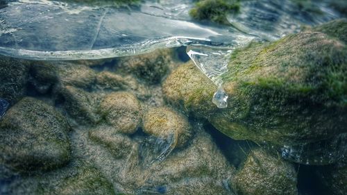 Close-up of turtle in sea