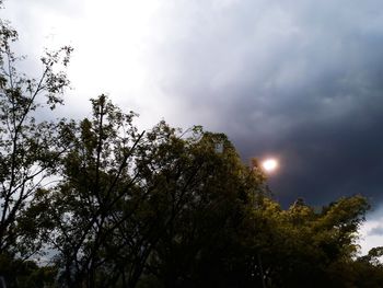 Low angle view of trees against sky