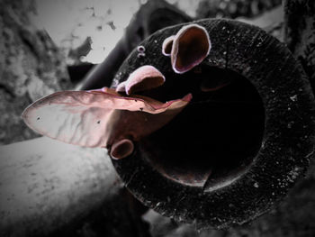 Close-up of fish in tank