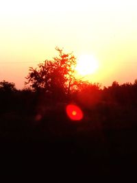 Trees against sky during sunset