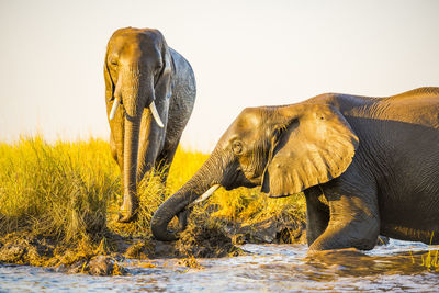 Elephant standing on field against clear sky