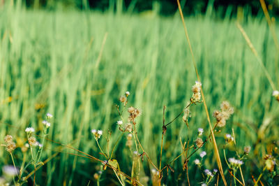 Close-up of flowering plants on field