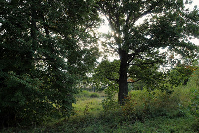 Trees in forest