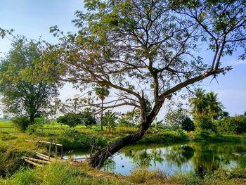 Trees by lake against sky