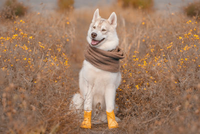 Close-up of dog standing on field