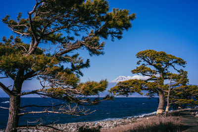 Tree by sea against blue sky