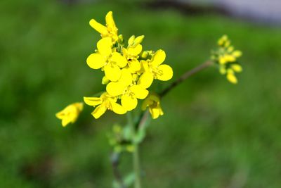 Close-up of yellow flowering plant