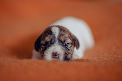 Close-up portrait of a dog