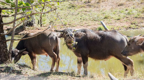 Cows in a field