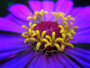 Extreme close-up of purple flower blooming at park