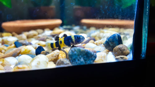 Close-up of fish in tank