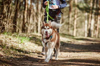 Portrait of dogs running on field