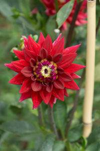 Close-up of pink flower