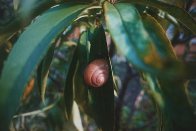 Close-up of snail on plant