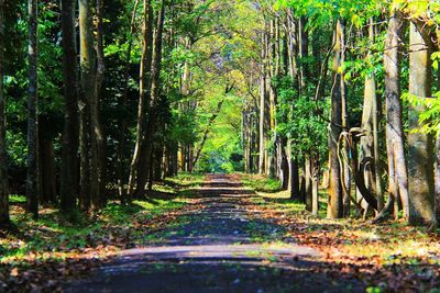 Pathway along trees in forest