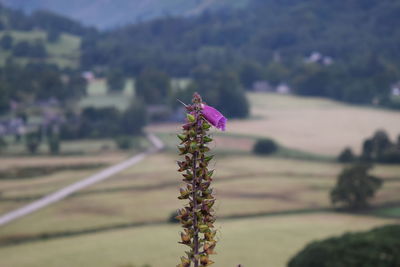 Close-up of pink flowering plant on land