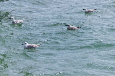 View of ducks swimming in sea