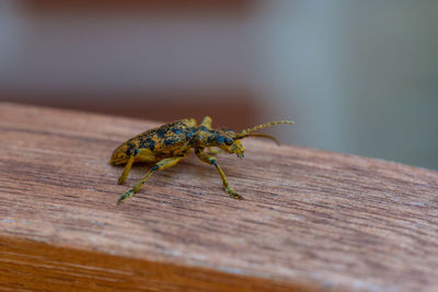 Close-up of insect on wood