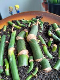 High angle view of vegetables on table