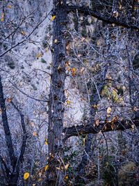 Bare tree in forest during winter