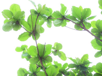 Low angle view of green leaves against sky