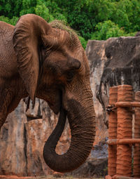 Close-up of elephant