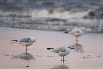 Seagulls on beach