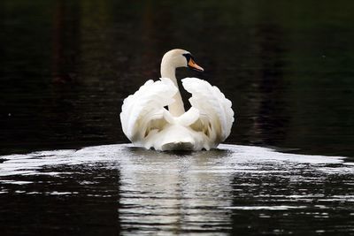 Close-up of swan swimming on lake