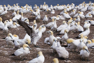 Adult northern gannet spreading its wings among a group of birds on bonaventure island