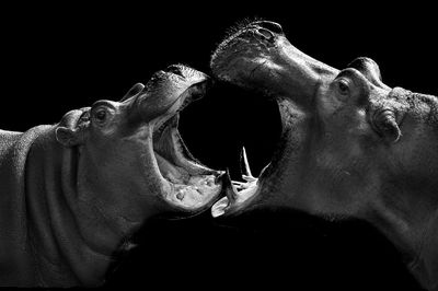 Close-up of horse eye against black background