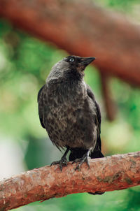 Close-up of bird perching on branch