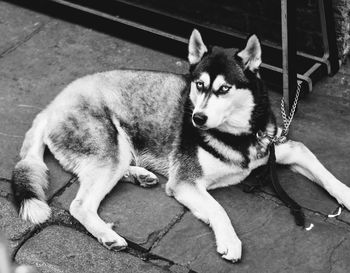 Portrait of dog lying down in city
