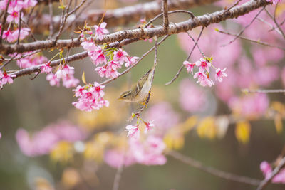 Close-up of pink cherry blossoms in spring