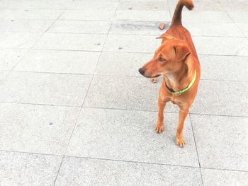 High angle view of dog on footpath