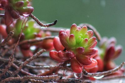 Close-up of red berries growing on plant