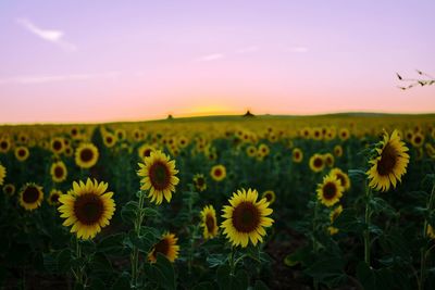 Scenic view of sunflower field against sky