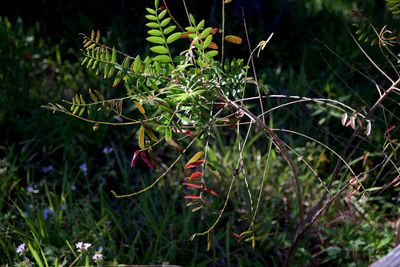 Close-up of snake on grass