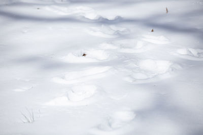 Close-up of snow on land