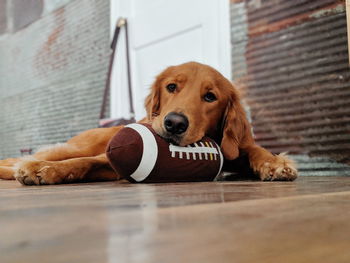 Portrait of dog lying on floor