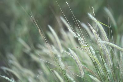 Close-up of crops growing on field